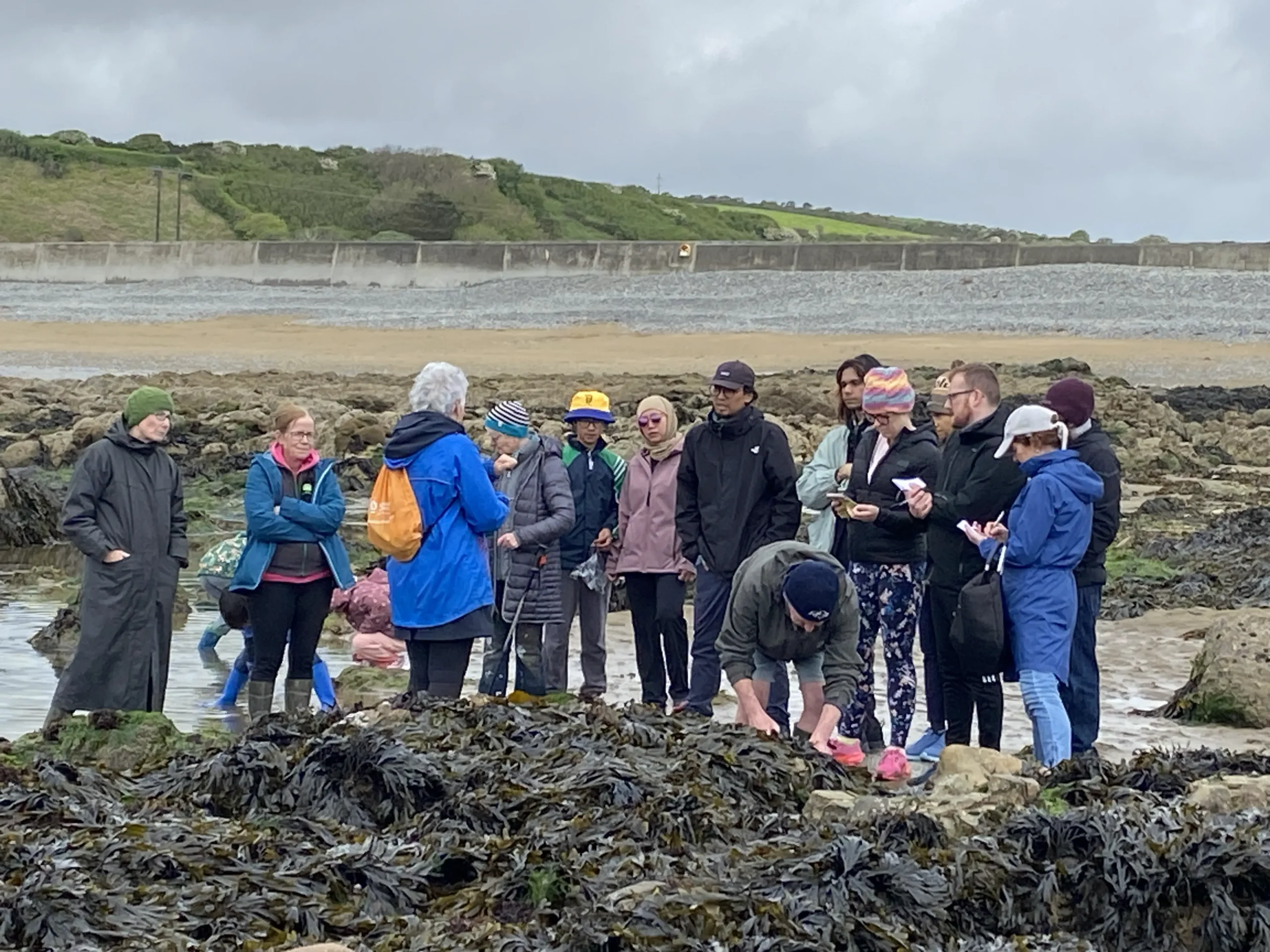 Bealtaine Living Earth festival 2026, Seaweed Foraging with Marie Power